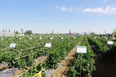 肅州 擦亮種業(yè)“金字招牌”，繪出鄉(xiāng)村振興“繽紛畫(huà)卷”