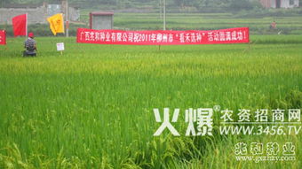 兆和種業(yè) 水稻新品種引領(lǐng)增產(chǎn)增效新篇章